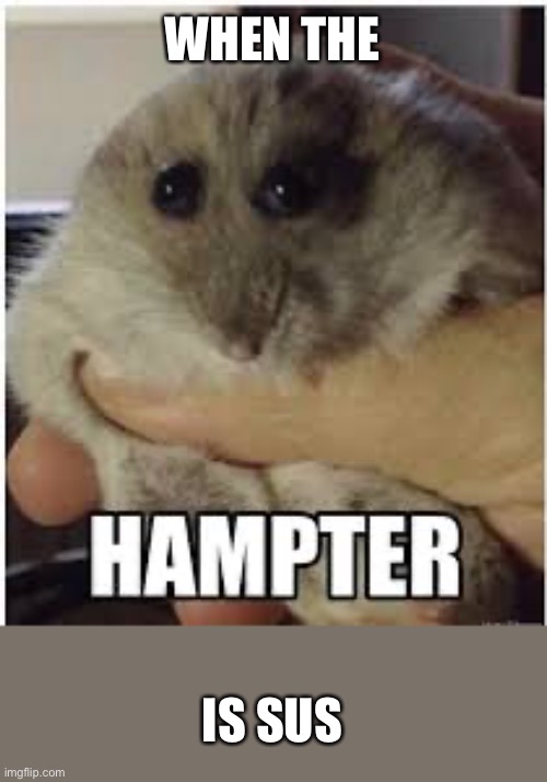 When the Hampter is Sus | WHEN THE; IS SUS | image tagged in hampter,memes,funny | made w/ Imgflip meme maker