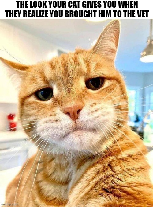 Cat Expression | THE LOOK YOUR CAT GIVES YOU WHEN THEY REALIZE YOU BROUGHT HIM TO THE VET | image tagged in cats | made w/ Imgflip meme maker