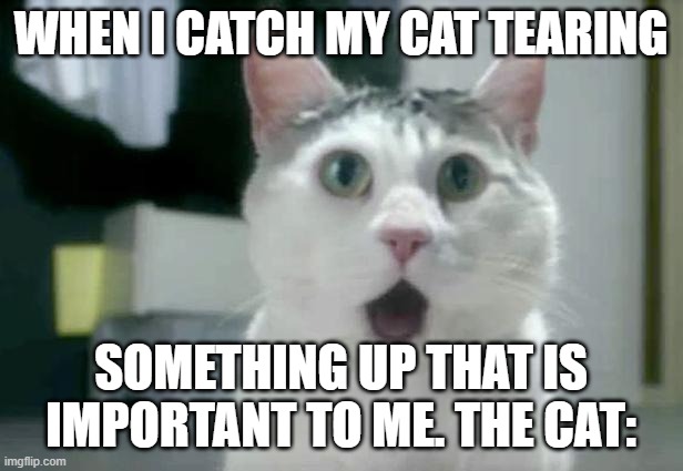 OMG Cat | WHEN I CATCH MY CAT TEARING; SOMETHING UP THAT IS IMPORTANT TO ME. THE CAT: | image tagged in memes,omg cat | made w/ Imgflip meme maker