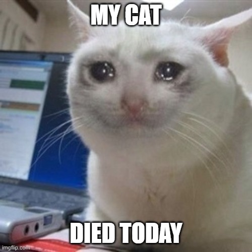 RIP oswald | MY CAT; DIED TODAY | image tagged in crying cat | made w/ Imgflip meme maker