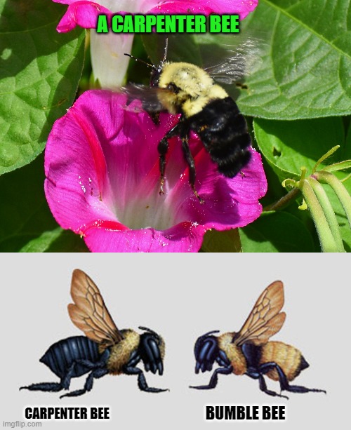 A CARPENTER BEE; CARPENTER BEE; BUMBLE BEE | made w/ Imgflip meme maker