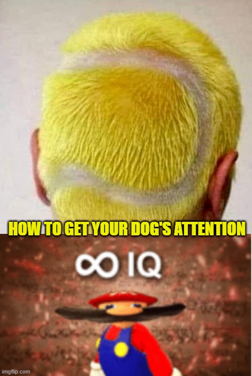 HOW TO GET YOUR DOG'S ATTENTION | image tagged in infinite iq | made w/ Imgflip meme maker