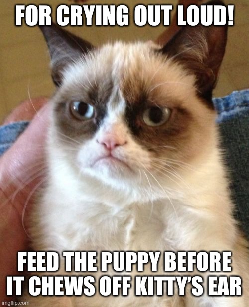 Grumpy Cat Meme | FOR CRYING OUT LOUD! FEED THE PUPPY BEFORE IT CHEWS OFF KITTY’S EAR | image tagged in memes,grumpy cat | made w/ Imgflip meme maker