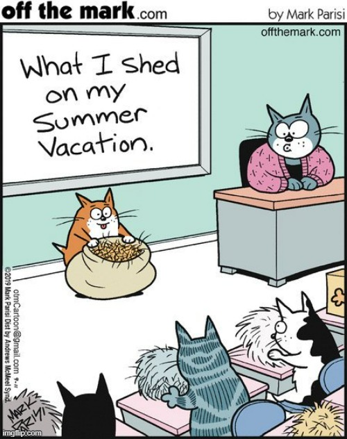 image tagged in memes,comics,cats,it's showtime,summer vacation,hair | made w/ Imgflip meme maker