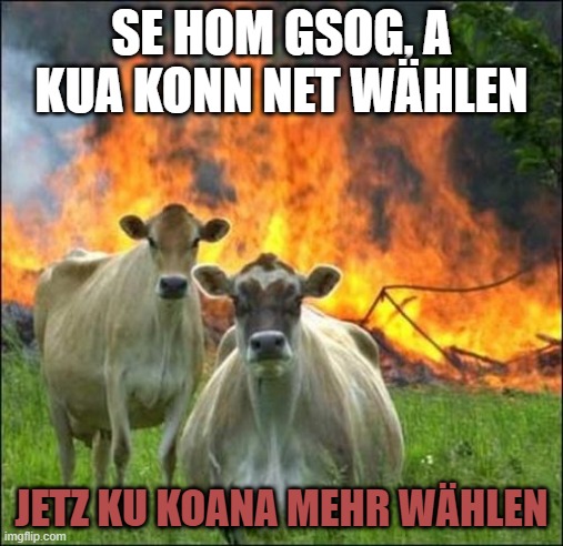 evil cows meme