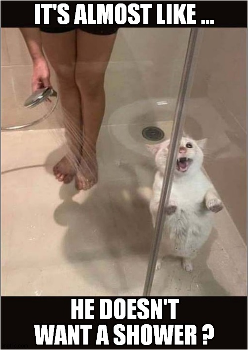 Help Me ! | IT'S ALMOST LIKE ... HE DOESN'T WANT A SHOWER ? | image tagged in cats,shower,help me | made w/ Imgflip meme maker