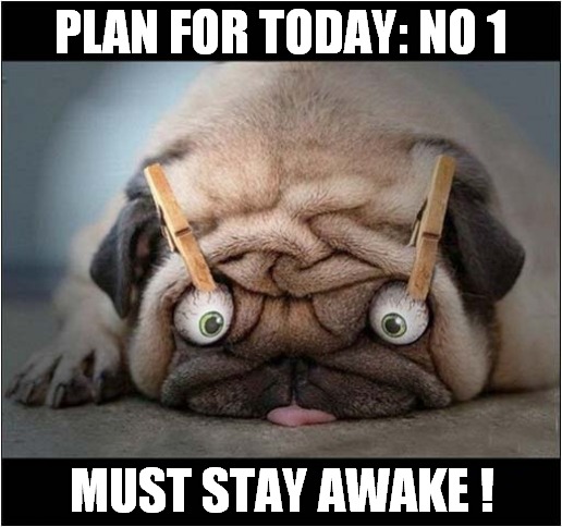 Set Your Goals, But Make Them Achievable ! | PLAN FOR TODAY: NO 1; MUST STAY AWAKE ! | image tagged in dogs,goals,making plans,awake | made w/ Imgflip meme maker