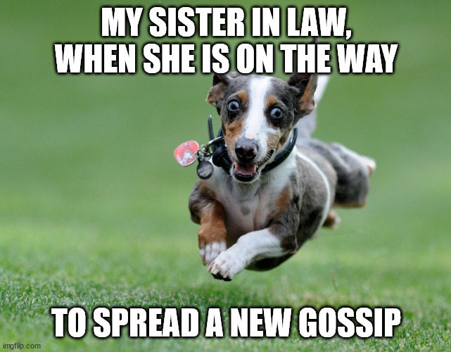 my sister in law and her hobby | MY SISTER IN LAW, WHEN SHE IS ON THE WAY; TO SPREAD A NEW GOSSIP | image tagged in running dog | made w/ Imgflip meme maker