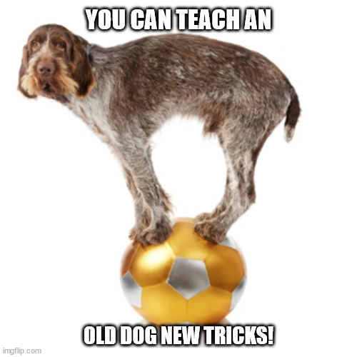 OLD Dogs | YOU CAN TEACH AN; OLD DOG NEW TRICKS! | image tagged in dogs | made w/ Imgflip meme maker