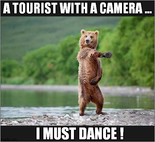 This Bear Loved Michael Jackson ! |  A TOURIST WITH A CAMERA ... I MUST DANCE ! | image tagged in fun,bear,michael jackson,photography,dance | made w/ Imgflip meme maker