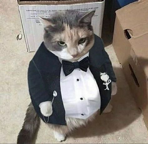 High Quality Cat in suit Blank Meme Template