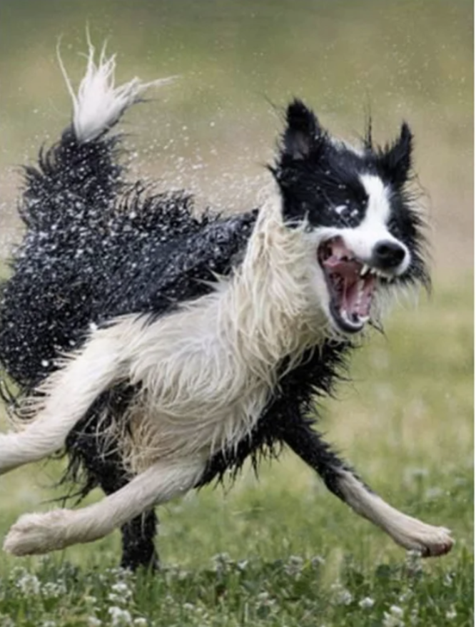 Wet dog Blank Meme Template