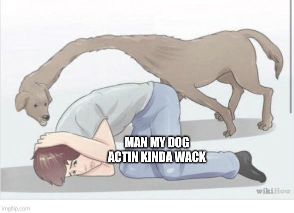WikiHow Dog | MAN MY DOG ACTIN KINDA WACK | image tagged in wikihow dog | made w/ Imgflip meme maker