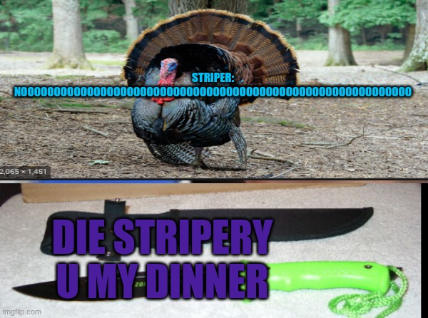 a day of killing turkey striper | STRIPER: NOOOOOOOOOOOOOOOOOOOOOOOOOOOOOOOOOOOOOOOOOOOOOOOOOOOOOOOOOOO; DIE STRIPERY U MY DINNER | image tagged in featured,turkey | made w/ Imgflip meme maker