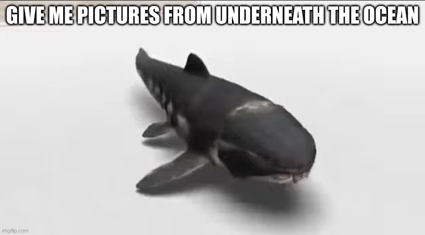 dunkleosteus in the damn wii menu | GIVE ME PICTURES FROM UNDERNEATH THE OCEAN | image tagged in dunkleosteus in the damn wii menu | made w/ Imgflip meme maker