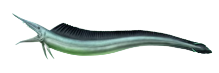 Polymerichthys Blank Meme Template