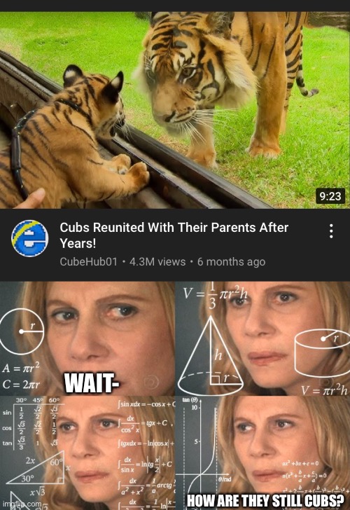 *visibly confused* | WAIT-; HOW ARE THEY STILL CUBS? | image tagged in calculating meme,tiger,confusing,barney will eat all of your delectable biscuits,why are you reading the tags | made w/ Imgflip meme maker