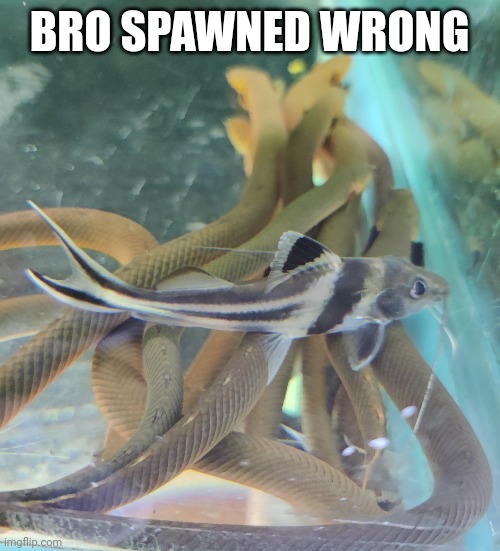 BRO SPAWNED WRONG | made w/ Imgflip meme maker