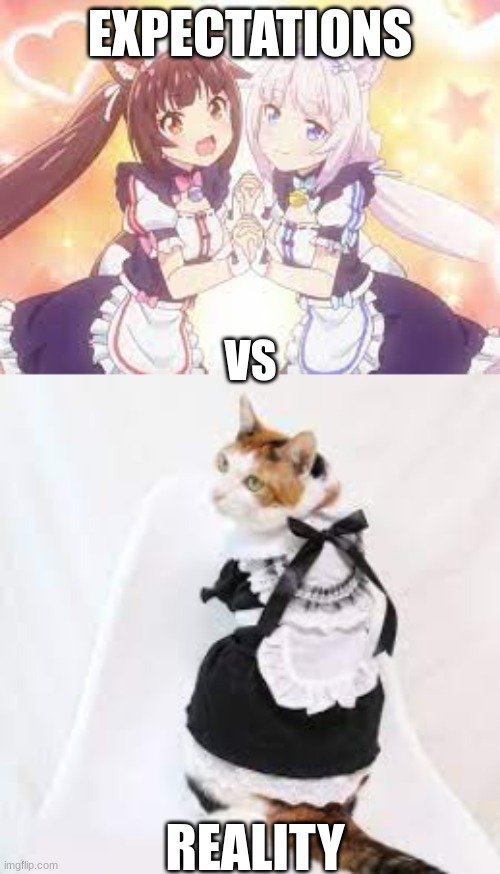 Why Must Life BE So Cruel | EXPECTATIONS; VS; REALITY | image tagged in cat,maid,anime | made w/ Imgflip meme maker