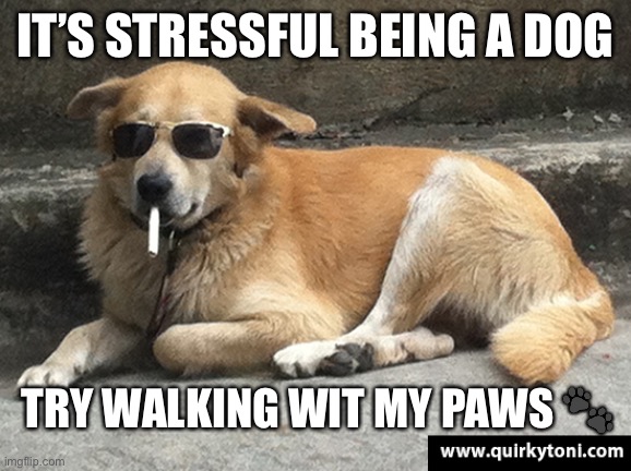 It’s stressful Being a Dog | IT’S STRESSFUL BEING A DOG; TRY WALKING WIT MY PAWS 🐾 | image tagged in smoking dog | made w/ Imgflip meme maker