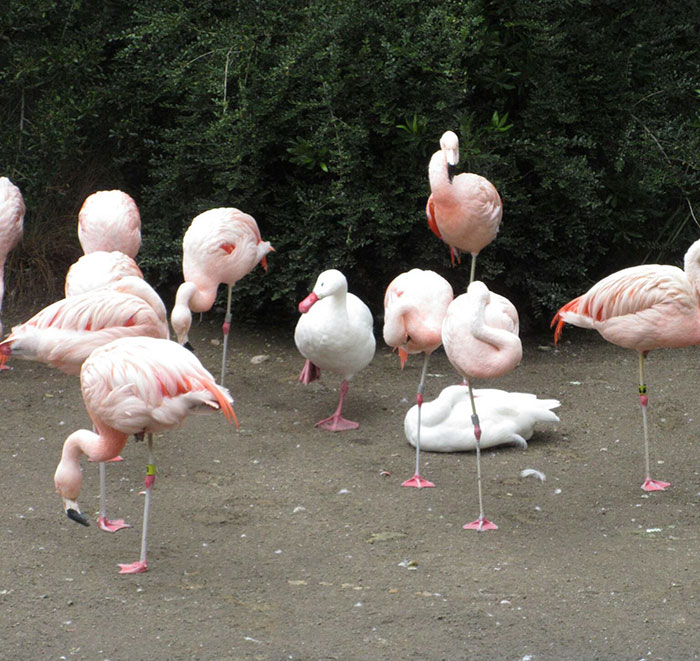 High Quality Duck pretending to be a flamingo Blank Meme Template