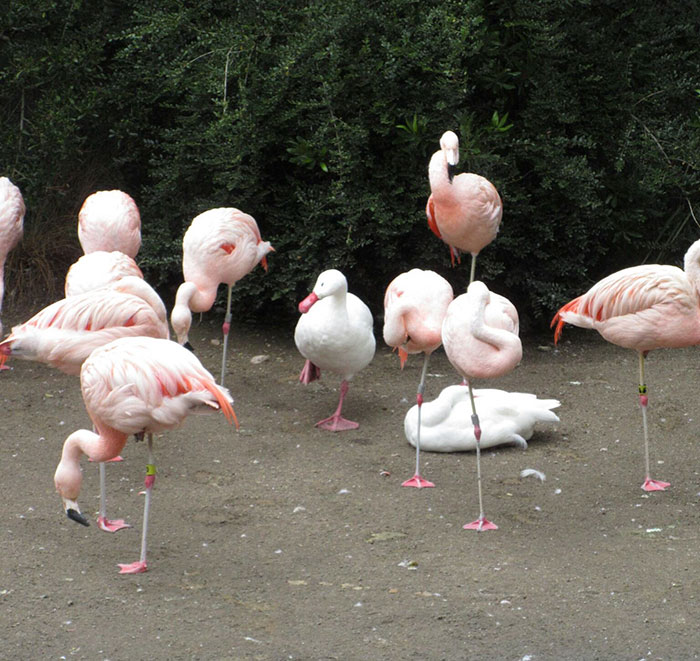 Duck pretending to be a flamingo Blank Meme Template