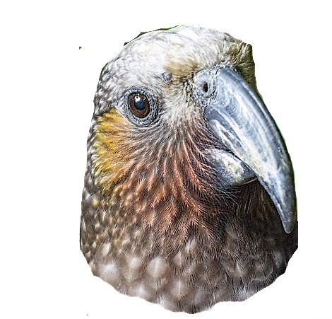 High Quality kaka head Blank Meme Template