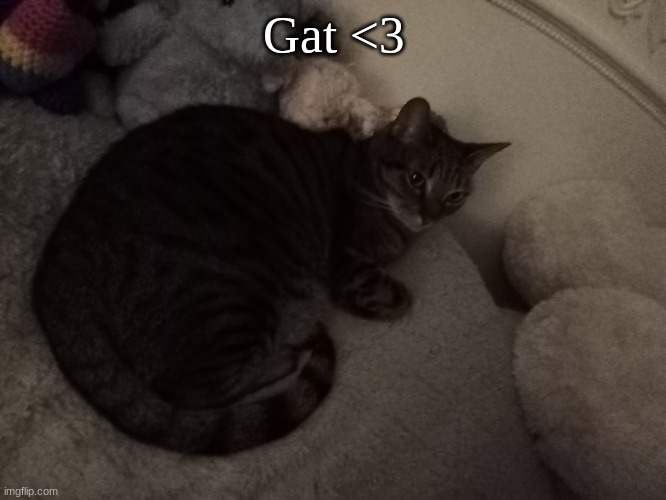 Gat <3 | image tagged in gat | made w/ Imgflip meme maker