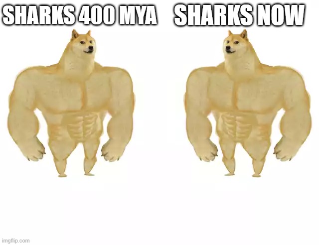 Sharks are true survivors and good humans can help them continue! | SHARKS 400 MYA; SHARKS NOW | image tagged in buff doge vs buff doge | made w/ Imgflip meme maker