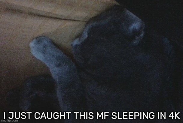 [My goofy ahh cat] | I JUST CAUGHT THIS MF SLEEPING IN 4K | image tagged in idk,stuff,s o u p,carck | made w/ Imgflip meme maker