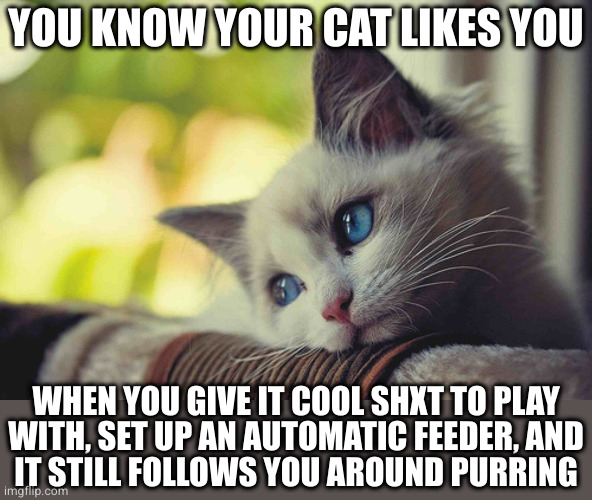 I know the score, it's just in it for the head pats and belly rubs | YOU KNOW YOUR CAT LIKES YOU; WHEN YOU GIVE IT COOL SHXT TO PLAY
WITH, SET UP AN AUTOMATIC FEEDER, AND
IT STILL FOLLOWS YOU AROUND PURRING | image tagged in needy kitten | made w/ Imgflip meme maker