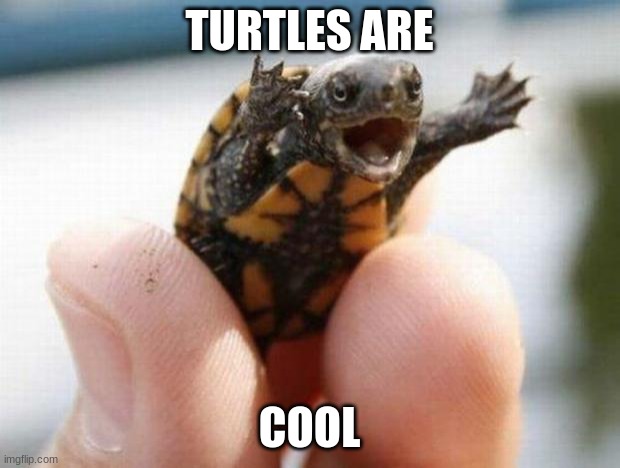 yay | TURTLES ARE; COOL | image tagged in happy baby turtle | made w/ Imgflip meme maker