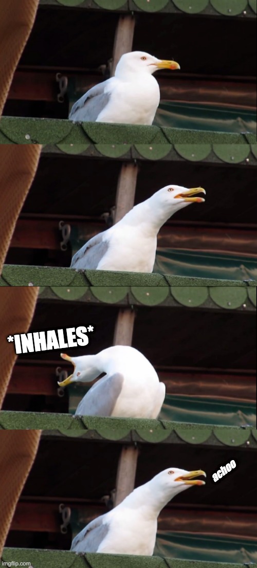 *sneeze | *INHALES*; achoo | image tagged in bird,inhaling seagull,sneeze | made w/ Imgflip meme maker