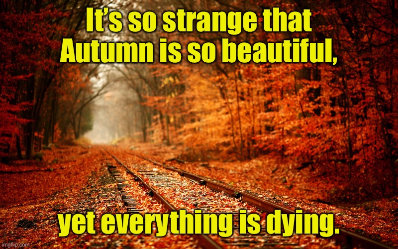 Autumn colour | It’s so strange that Autumn is so beautiful, yet everything is dying. | image tagged in autumn7897987,awesome_pics_,colour,so beautiful,yet dying | made w/ Imgflip meme maker