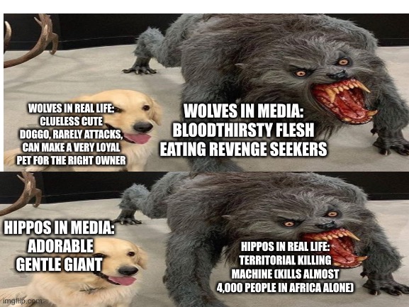 Comparison of animals in media |  WOLVES IN REAL LIFE:
CLUELESS CUTE DOGGO, RARELY ATTACKS, CAN MAKE A VERY LOYAL PET FOR THE RIGHT OWNER; WOLVES IN MEDIA:
BLOODTHIRSTY FLESH EATING REVENGE SEEKERS; HIPPOS IN MEDIA: 
ADORABLE GENTLE GIANT; HIPPOS IN REAL LIFE:
TERRITORIAL KILLING MACHINE (KILLS ALMOST 4,000 PEOPLE IN AFRICA ALONE) | image tagged in hippo,wolf,wolves,hippopotamus,in real life | made w/ Imgflip meme maker