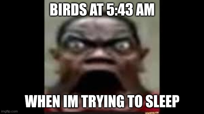 RAAAAAAAA | BIRDS AT 5:43 AM; WHEN IM TRYING TO SLEEP | image tagged in bird | made w/ Imgflip meme maker