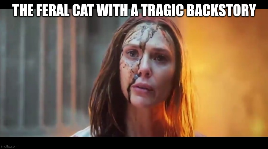 Scarlet Witch What Mouth | THE FERAL CAT WITH A TRAGIC BACKSTORY | image tagged in scarlet witch what mouth | made w/ Imgflip meme maker