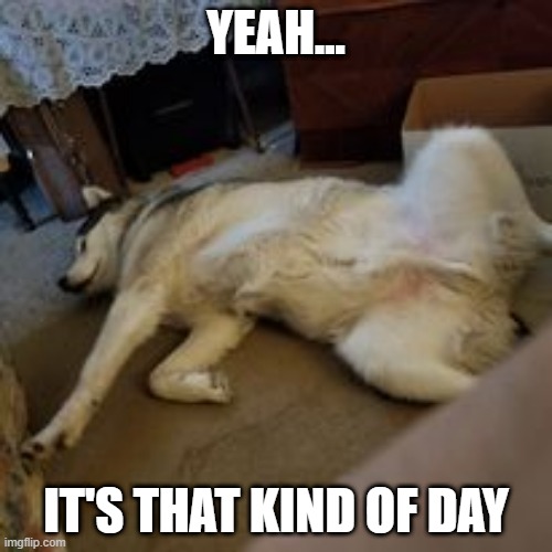 That Kind Of Day | YEAH... IT'S THAT KIND OF DAY | image tagged in malamute,lazy,dog | made w/ Imgflip meme maker