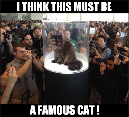 Who Is This Moggy ? | I THINK THIS MUST BE; A FAMOUS CAT ! | image tagged in cats,fame,photography | made w/ Imgflip meme maker