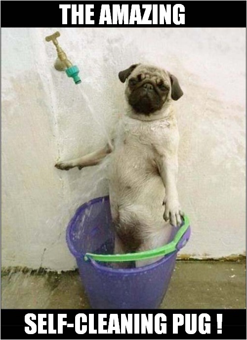 How Did She Turn On The Tap ? | THE AMAZING; SELF-CLEANING PUG ! | image tagged in dogs,pug,cleaning | made w/ Imgflip meme maker