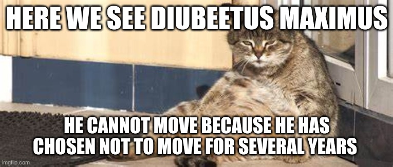 fat cat | HERE WE SEE DIUBEETUS MAXIMUS; HE CANNOT MOVE BECAUSE HE HAS CHOSEN NOT TO MOVE FOR SEVERAL YEARS | image tagged in meme | made w/ Imgflip meme maker