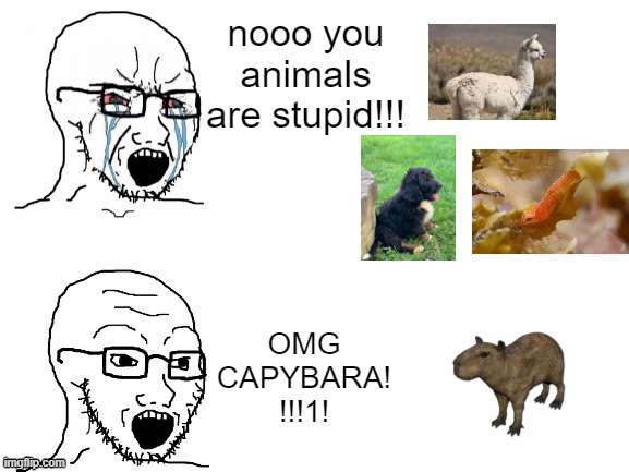 capys are overrated, change my mind |  nooo you animals are stupid!!! OMG 
CAPYBARA!
!!!1! | image tagged in crying hypocrite wojak,capybara,animals,dogs,fish,alpaca | made w/ Imgflip meme maker
