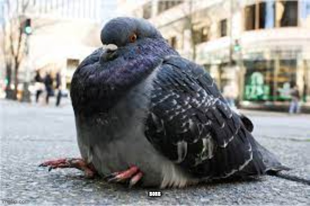 . | BORB | image tagged in birb | made w/ Imgflip meme maker