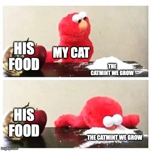 elmo cocaine | HIS FOOD; MY CAT; THE CATMINT WE GROW; HIS FOOD; THE CATMINT WE GROW | image tagged in elmo cocaine | made w/ Imgflip meme maker