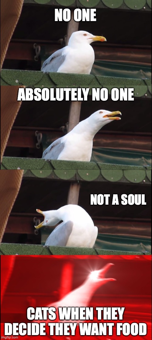 seacat |  NO ONE; ABSOLUTELY NO ONE; NOT A SOUL; CATS WHEN THEY DECIDE THEY WANT FOOD | image tagged in memes,inhaling seagull | made w/ Imgflip meme maker