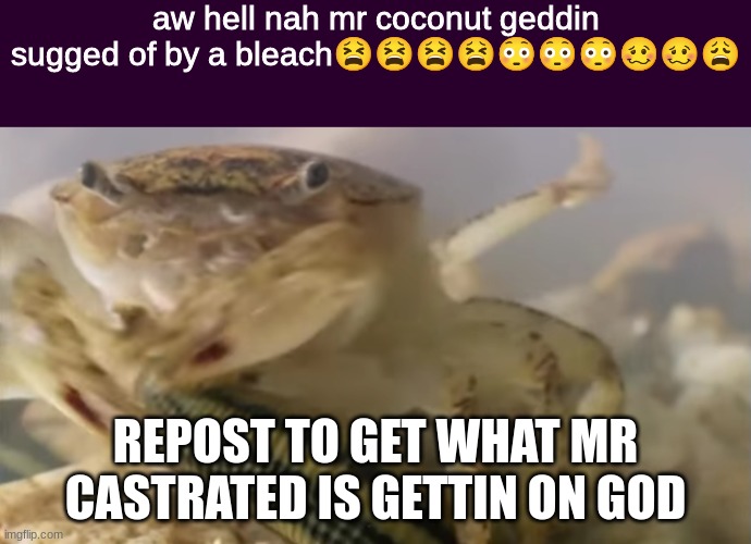 aw hell nah mr coconut geddin sugged of by a bleach | REPOST TO GET WHAT MR CASTRATED IS GETTIN ON GOD | image tagged in aw hell nah mr coconut geddin sugged of by a bleach | made w/ Imgflip meme maker