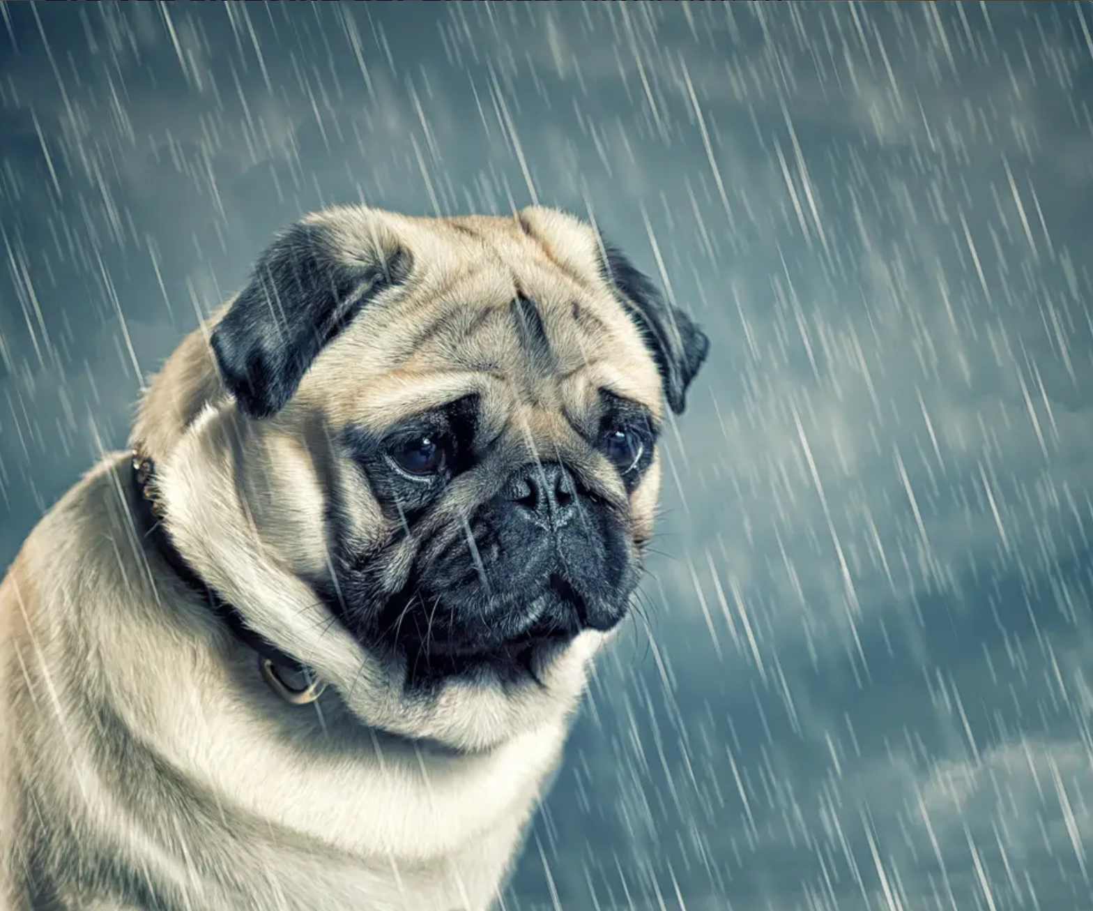 Raining on Sad Dog Blank Meme Template