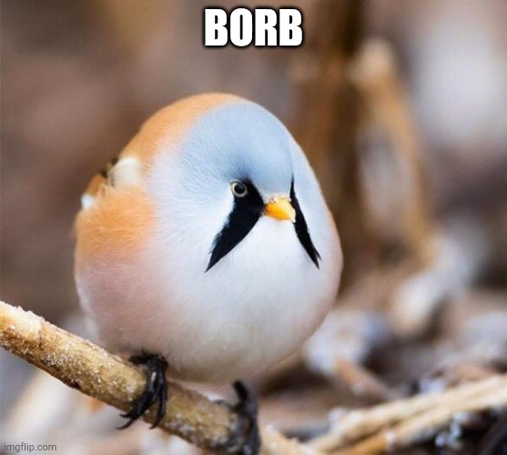 Borb | BORB | image tagged in borb | made w/ Imgflip meme maker