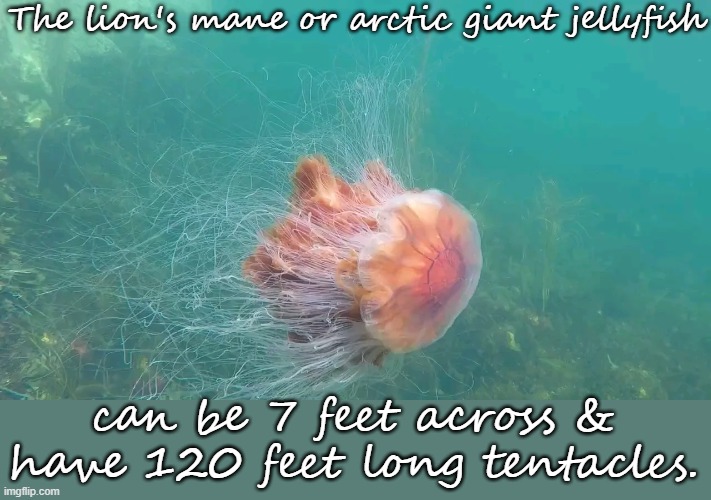 I'd hate to be stung by this... | The lion's mane or arctic giant jellyfish; can be 7 feet across & have 120 feet long tentacles. | image tagged in lion's mane jellyfish,impressive,animal,ocean | made w/ Imgflip meme maker