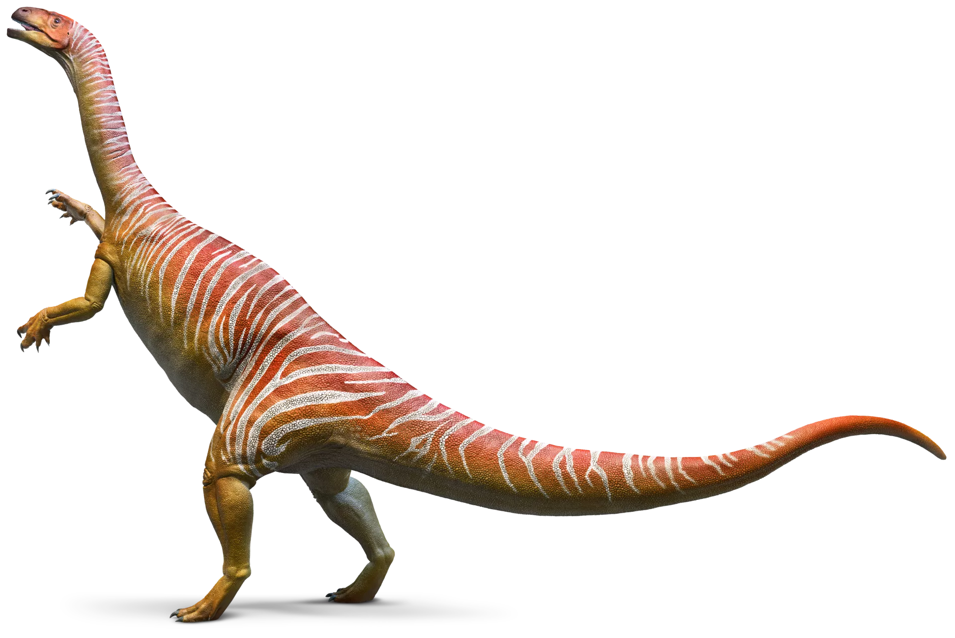 Plateosaurus Blank Meme Template